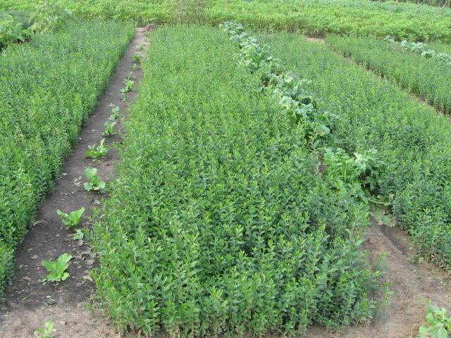 供应水蜡水蜡球水蜡金叶紫叶水蜡水腊种子种苗绿化用成品苗