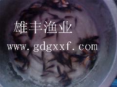 供应2012廉江淡水白鲳鱼苗