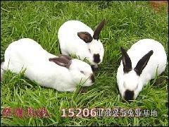 供应西安獭兔养殖獭兔养殖前景獭兔利润养殖獭兔的效益分析