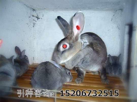 供应山东獭兔最新价格/那里有獭兔养殖养殖场