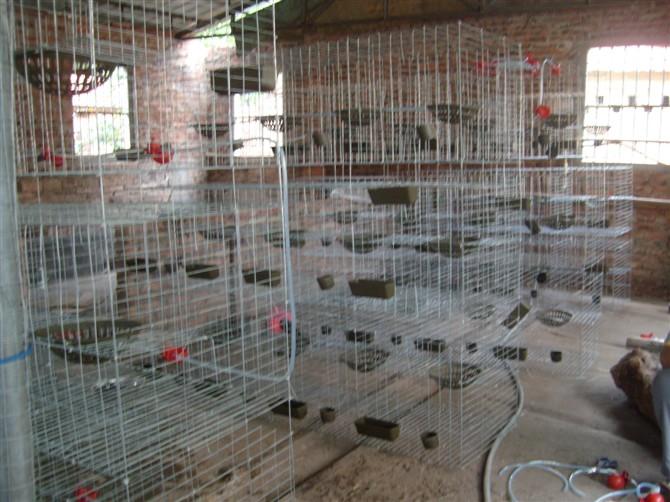印江鸽笼贵州种鸽笼肉鸽笼供应印江鸽笼贵州种鸽笼肉鸽笼