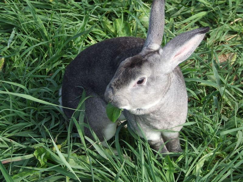 供应2012年春季獭兔价格2012年獭兔行情图片