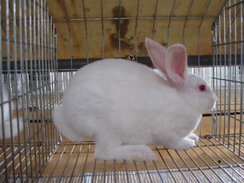 供应獭兔价格幼兔价格种公兔价格，獭兔养殖前景2011年养兔发展图片