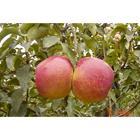 杏树桃树苹果树国槐3-5公分供应杏树桃树苹果树国槐3-5公分