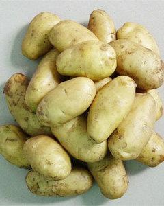 鲁引1号早熟土豆种子批发
