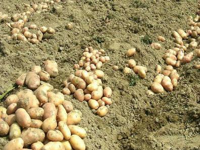 供应脱毒土豆种子荷兰七