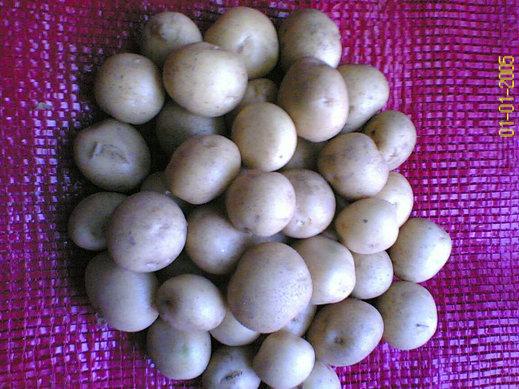 北京市批发土豆种子厂家