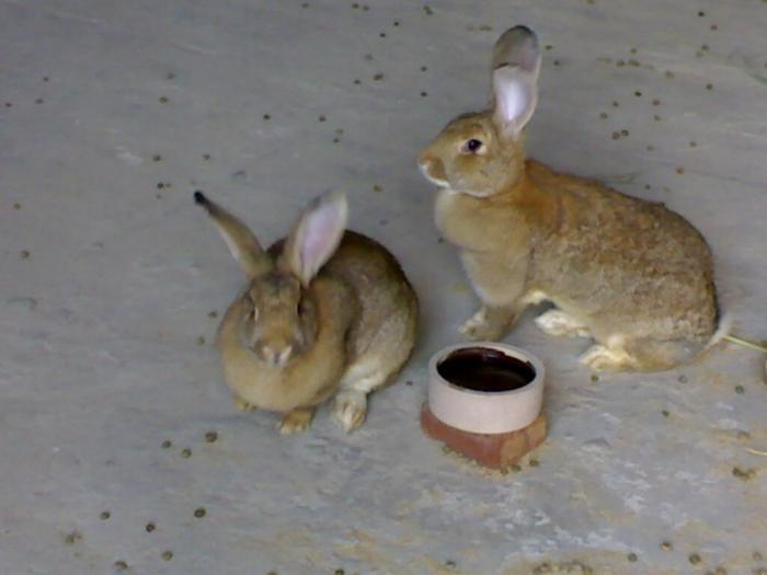 供应全国獭兔獭兔养殖技术