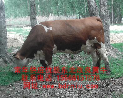 供应用于养殖的东北黄牛肉牛图片