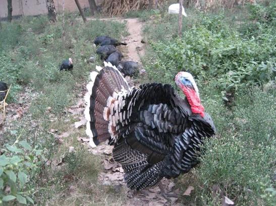 新疆最大珍禽养殖场直销优质火鸡批发