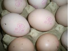 供应鸡蛋喷码机红墨喷码机鸡蛋外包装喷码机