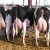 高产奶牛旺运养殖场批发
