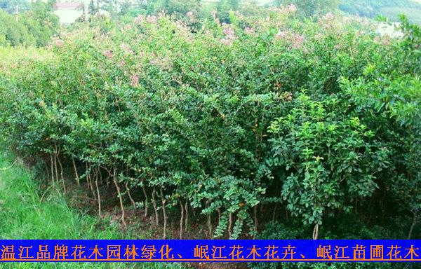 成都市花木花卉绿化4公分紫薇岷江园艺厂家