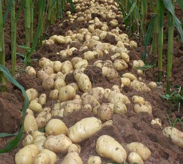 土豆种荷兰系列优质土豆种批发