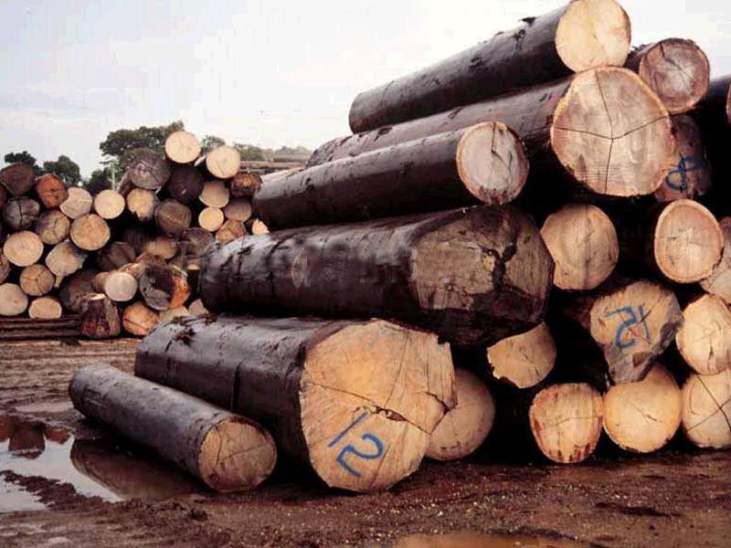 北美木材进口代理/上海原木进口清批发