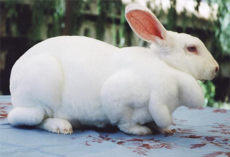 供应2011年河南獭兔养殖业的前景