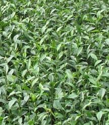 供应用于茶苗种植的云南黑茶苗、临沧大叶种茶苗图片