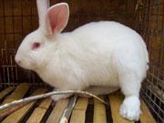 供应獭兔/法系獭兔/獭兔养殖技术、养殖獭兔赚钱吗、獭兔有几个品种