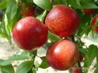供应油桃新品种中油五号桃树苗供应