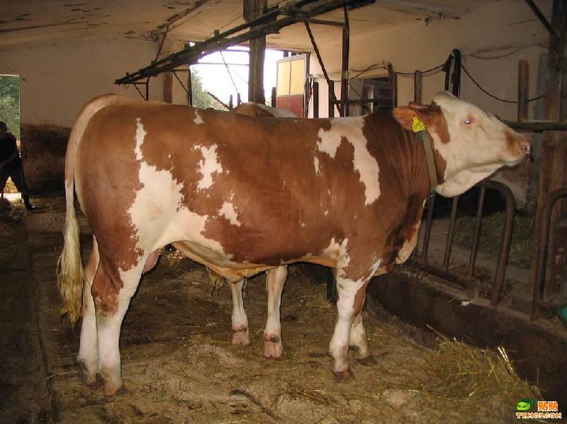 供应吉林桦甸黄牛价格哪里出售小公牛的价格山羊养殖技术