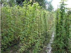 成都油麻藤藤本植物常年出售大量供应成都油麻藤藤本植物常年出售大量