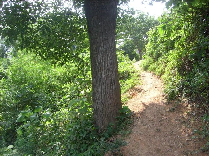 柳州香樟种植基地供应柳州香樟种植基地；柳州香樟种植基地价格；柳州香樟种植基地报价