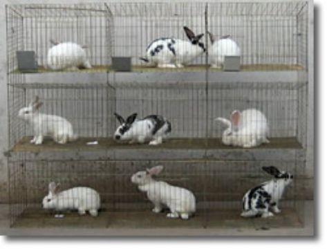 供应三层兔笼批发 兔笼规格 兔笼配件 兔子笼子价格