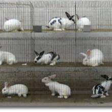 供应河北安平兔笼批发  山东兔子笼厂家 松贺兔子笼子 兔笼批发商