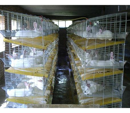 供应母子兔笼，兔笼，兔子笼，兔笼厂家，三层九位种兔笼