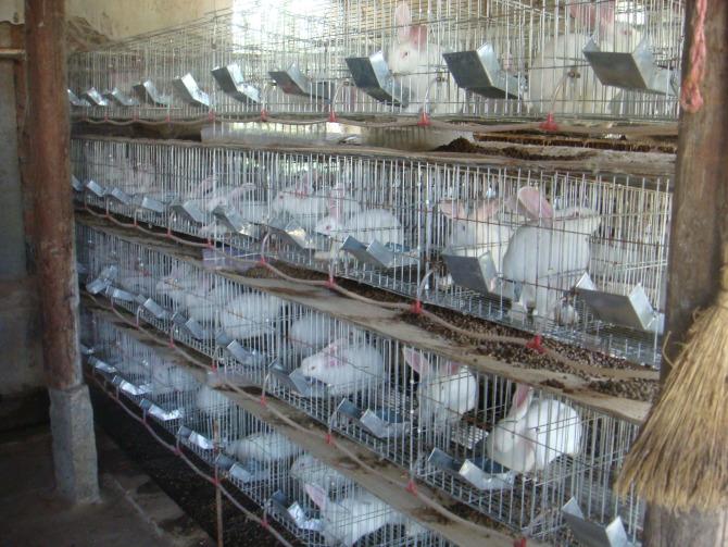 供应生产兔笼 哪里有卖兔子笼的  兔子笼子厂家哪里有 兔笼
