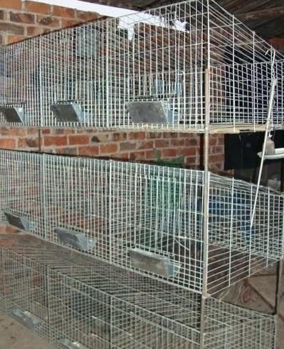 供应兔笼设计 兔笼价格 兔笼厂家电话 兔笼门 兔笼前脸兔兔笼设