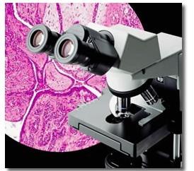 临床显微镜CX31奥林巴斯，进口显微镜CX3奥林巴斯（代理商）