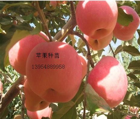 供应山东优质苹果树苗，优质苹果树苗，优质苹果树苗，苹果树苗图片