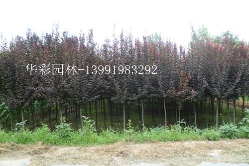 供应中国最大的红叶李种植基地