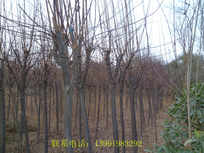 供应中国西部最大的红叶李种植基地