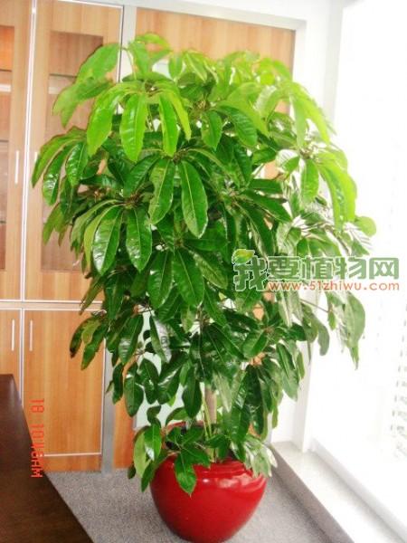 供应南京植物租摆南京花卉租摆南京绿色