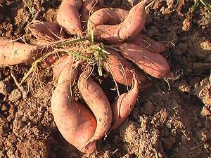 紫薯种苗紫薯种子价格秋季紫薯批发