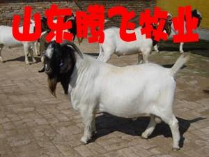 济宁市哪的波尔山羊品种好抗病率高厂家哪的波尔山羊品种好抗病率高