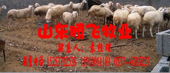 供应小尾寒羊哪的最便宜，波尔山羊，高产奶羊，价格低品种好，种羊供应商