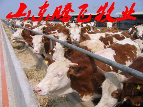 供应长期出售三元杂交牛，利木赞牛，鲁西黄牛