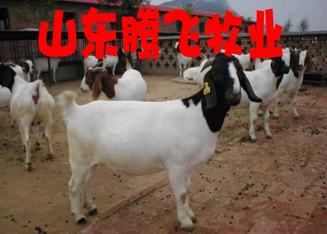 供应哪的波尔山羊品种好价格低，波尔山羊供应商