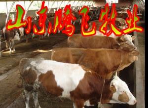济宁市山东哪的肉牛价格低品种好厂家山东哪的肉牛价格低品种好，山东肉牛供应商