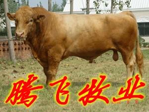 长期出售三元杂交牛，鲁西黄牛，西门塔尔牛，利木赞牛，夏洛莱牛，供应商图片