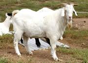 山东个体养殖基地常年出售白山羊批发
