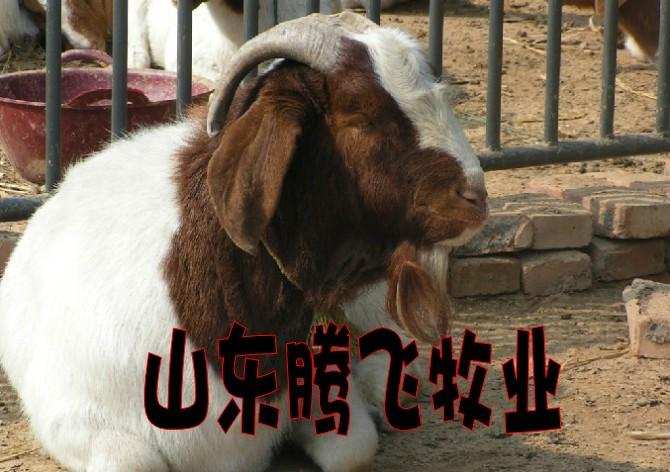 济宁市波尔山羊种羊厂家
