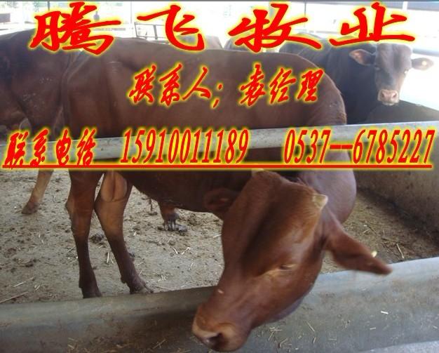 供应出售三元杂交牛，利木赞牛，西门塔尔牛，鲁西黄牛