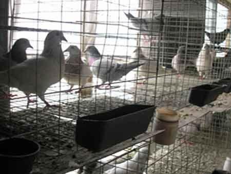 供应福建哪里有种鸽肉鸽养殖场白羽王鸽，银王鸽，观赏鸽