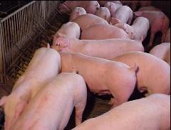 供应苗猪供应商，苗猪报价，苗猪批发，苗猪批发商