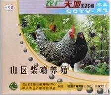 四川土鸡养殖技术生态养殖土鸡技术批发