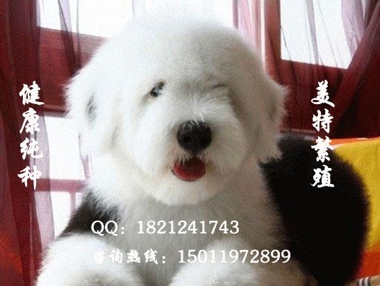 广州美特狗场出售纯种黑色眼睛白头批发